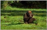 Wildlife Vidcaps 02 File 41 of 62 - mm Gorillas 14.jpg 54Kb (1/1)