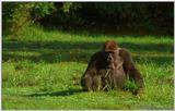 Wildlife Vidcaps 02 File 42 of 62 - mm Gorillas 15.jpg 49Kb (1/1)