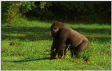 Wildlife Vidcaps 02 File 43 of 62 - mm Gorillas 16.jpg 49Kb (1/1)