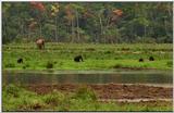 Wildlife Vidcaps 02 File 45 of 62 - mm Gorillas 18.jpg 51Kb (1/1)