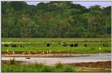 Wildlife Vidcaps 02 File 46 of 62 - mm Gorillas 19.jpg 49Kb (1/1)
