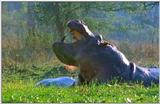 Wildlife Vidcaps 03 - File 19 of 59 - mm Hippos 10.jpg 54Kb (1/1)