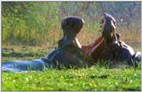 Wildlife Vidcaps 03 - File 21 of 59 - mm Hippos 12.jpg 55Kb (1/1)