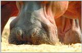 Wildlife Vidcaps 03 - File 23 of 59 - mm Hippos 14.jpg 45Kb (1/1)