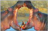 Wildlife Vidcaps 03 - File 26 of 59 - mm Hippos 17.jpg 48Kb (1/1)