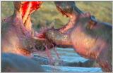 Wildlife Vidcaps 03 - File 30 of 59 - mm Hippos 21.jpg 44Kb (1/1)