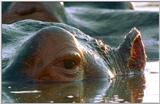 Wildlife Vidcaps 03 - File 32 of 59 - mm Hippos 23.jpg 48Kb (1/1)