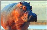 Wildlife Vidcaps 03 - File 33 of 59 - mm Hippos 24.jpg 45Kb (1/1)