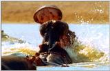 Wildlife Vidcaps 03 - File 35 of 59 - mm Hippos 26.jpg 48Kb (1/1)