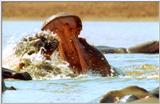 Wildlife Vidcaps 03 - File 36 of 59 - mm Hippos 27.jpg 47Kb (1/1)