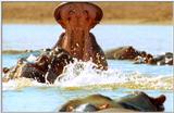 Wildlife Vidcaps 03 - File 37 of 59 - mm Hippos 28.jpg 51Kb (1/1)