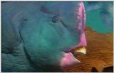Wildlife Vidcaps 1 - Day 2 of 2 - File 01 of 26 - mm Large Blue Fish.jpg 38Kb (1/1)