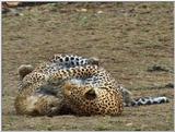 Wildlife Vidcaps 03 - File 41 of 59 - mm Leopards Playing 03.jpg 73Kb (1/1)