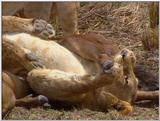 Wildlife Vidcaps 1 - Day 2 of 2 - File 03 of 26 - mm Lions 01.jpg 57Kb (1/1)