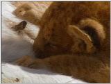 Wildlife Vidcaps 1 - Day 2 of 2 - File 06 of 26 - mm Lions 04.jpg 41Kb (1/1)