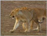 Wildlife Vidcaps 1 - Day 2 of 2 - File 08 of 26 - mm Lions 06.jpg 49Kb (1/1)