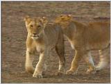 Wildlife Vidcaps 1 - Day 2 of 2 - File 09 of 26 - mm Lions 07.jpg 47Kb (1/1)