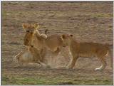 Wildlife Vidcaps 1 - Day 2 of 2 - File 11 of 26 - mm Lions 09.jpg 57Kb (1/1)