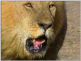 Wildlife Vidcaps 1 - Day 2 of 2 - File 12 of 26 - mm Lions 10.jpg 49Kb (1/1)