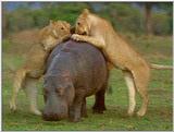 Wildlife Vidcaps 1 - Day 2 of 2 - File 15 of 26 - mm Lions Attacking Hippo 03.jpg 47Kb (1/1)