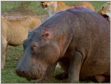 Wildlife Vidcaps 1 - Day 2 of 2 - File 16 of 26 - mm Lions Attacking Hippo 04.jpg 52Kb (1/1)
