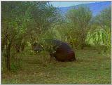Wildlife Vidcaps 1 - Day 2 of 2 - File 19 of 26 - mm Lions Attacking Hippo 07.jpg 69Kb (1/1)