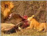 Wildlife Vidcaps 03 - File 55 of 59 - mm Lions Feeding 11.jpg 86Kb (1/1)