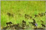 Wildlife Vidcaps 02 File 48 of 62 - mm Mandrills 163.jpg 60Kb