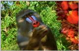 Wildlife Vidcaps 02 File 51 of 62 - mm Mandrills 166.jpg 53Kb