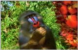 Wildlife Vidcaps 02 File 52 of 62 - mm Mandrills 167.jpg 53Kb