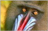 Wildlife Vidcaps 02 File 53 of 62 - mm Mandrills 168.jpg 48Kb