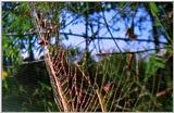 Wildlife Vidcaps 02 File 54 of 62 - mm Spider's Web & Giant Honey Bees 01.jpg 60Kb (1/1)
