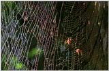 Wildlife Vidcaps 02 File 55 of 62 - mm Spider's Web & Giant Honey Bees 02.jpg 68Kb (1/1)
