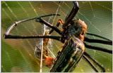 Wildlife Vidcaps 02 File 58 of 62 - mm Spider's Web & Giant Honey Bees 05.jpg 46Kb (1/1)