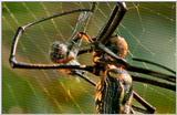 Wildlife Vidcaps 02 File 60 of 62 - mm Spider's Web & Giant Honey Bees 07.jpg 46Kb (1/1)