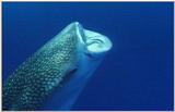 Wildlife Vidcaps 1 - Day 2 of 2 - File 23 of 26 - mm Whale Shark 02