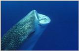 Wildlife Vidcaps 1 - Day 2 of 2 - File 23 of 26 - mm Whale Shark 02