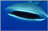 Wildlife Vidcaps 1 - Day 2 of 2 - File 25 of 26 - mm Whale Shark 04.jpg 32Kb (1/1)