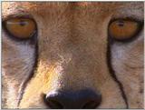 Wildlife Vidcaps 03 - File 07 of 59 - mm Cheetah 01.jpg 65Kb (1/1)