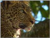 Wildlife Vidcaps 03 - File 09 of 59 - mm Cheetah 03.jpg 49Kb (1/1)