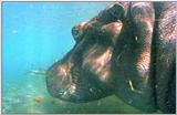 Wildlife Vidcaps 03 - File 11 of 59 - mm Hippos 02.jpg 48Kb (1/1)