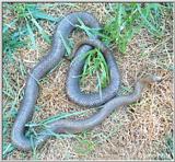 Mole Kingsnake (Lampropeltis calligaster rhombomaculata)