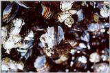 Barnacles and Mussels - Cape Perpetua, OR - moll01.jpg