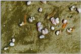Interesting Mollusks - Tybee Beach - Savannah, GA - mollusk1.jpg