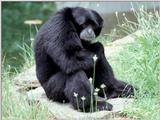 Monkey 2 (species not recorded)