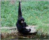 Monkey 3 (species not recorded)
