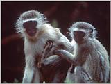 2 monkeys
