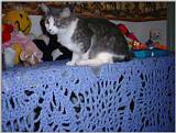 Re: REQ.  Dog and cat photos(cats this time)
