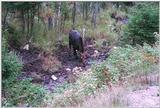 moose cow (Algonquin Park, Ontario)
