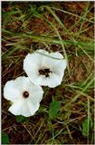 Morning Glory with Bee - Aiken, SC - morn03.jpg